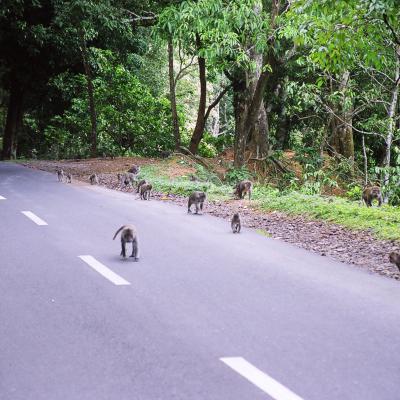 singes tournage indonésie skyvideo drones