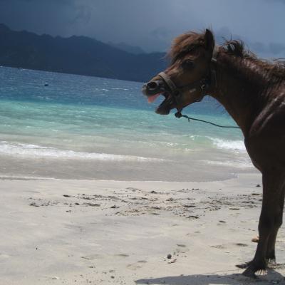 cheval gili air