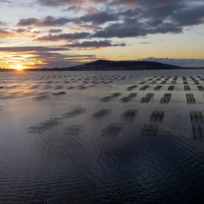 Étang de Thau, matin